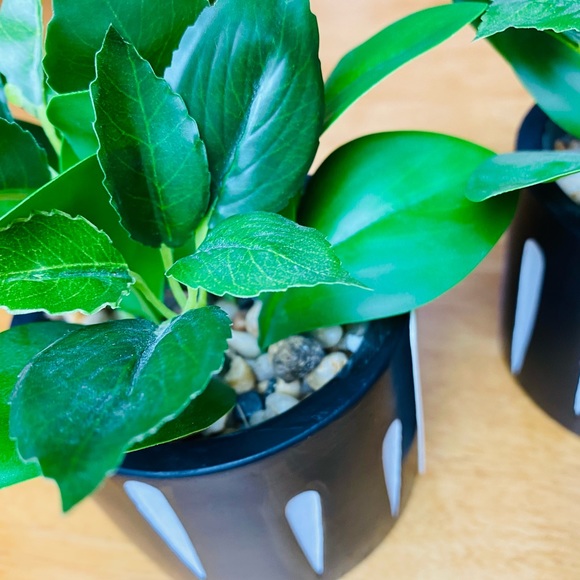 Green Green ONE beautiful 🪴 - Picture 5 of 12